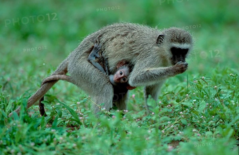 Grass Monkeys, female with young, Kruger national park, South Africa (Cercopithecus aethiops)