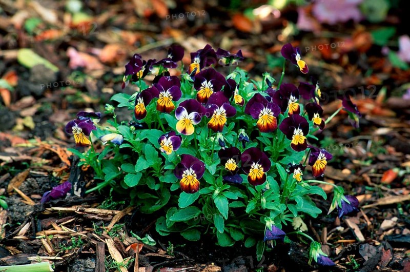 Horned pansy (Viola cornuta)
