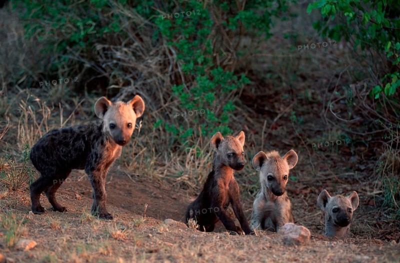 Spotted Hyaenas, cubs at den, Kruger National Park, South Africa (Crocuta crocuta), Tuepfelhyaenen, Jungtiere am Bau, Krueger Nationalpark, Suedafrika, Tüpfelhyäne, cub Hyaene, Hyäne