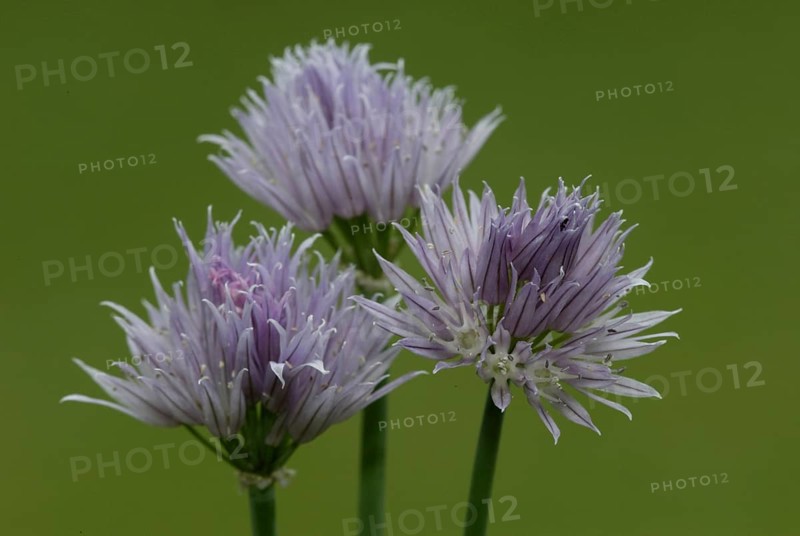 Blooming Chives (Allium schoenoprasum)