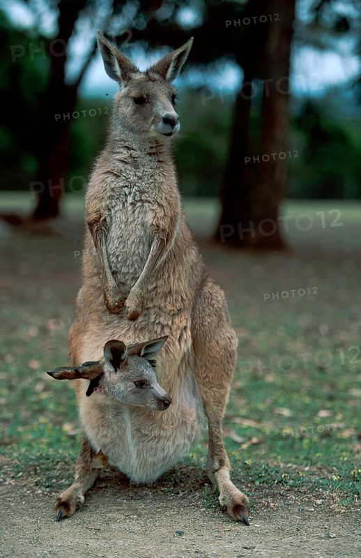 Western Gray Kangaroo (Macropus fuliginosus), female with joey