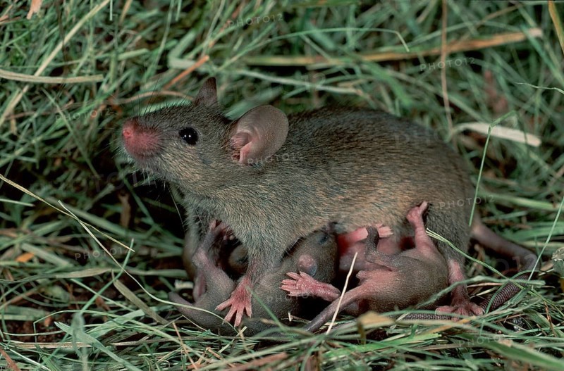 House Mice (Mus musculus), female nursing youngs, Germany, side, Europe