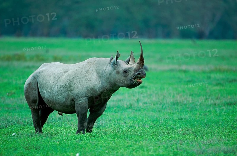 Black Rhinoceros (Diceros bicornis), Ngorongoro, Tanzania, Africa