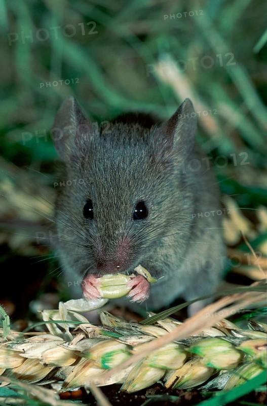 House Mouse (Mus musculus) eating grain, Germany, Europe