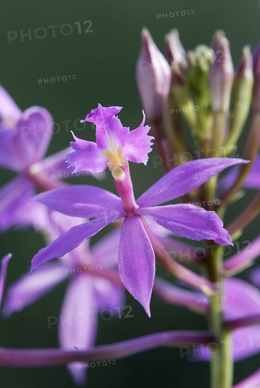 Orchid (Epidendrum ballerina)