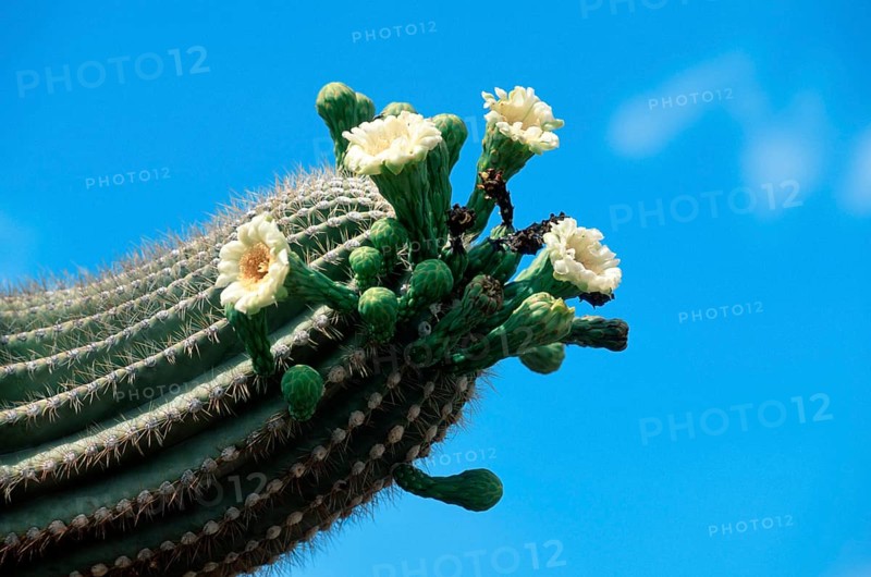 Saguaro (Carnegiea gigantea), Arizona (Cereus giganteus), USA, North America