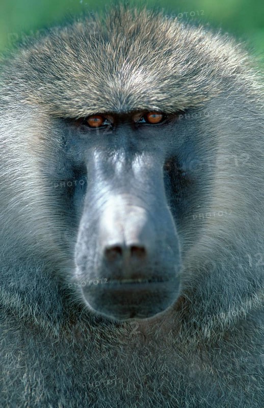 Anubis baboon (Papio anubis), male, Samburu game reserve, olive baboon (Papio cynocephalus anubis), olive baboon, male, Samburu game reserve, Kenya, Africa