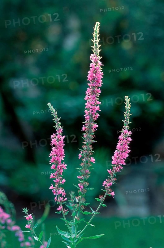 Red loosestrife (Lythrum salicaria)
