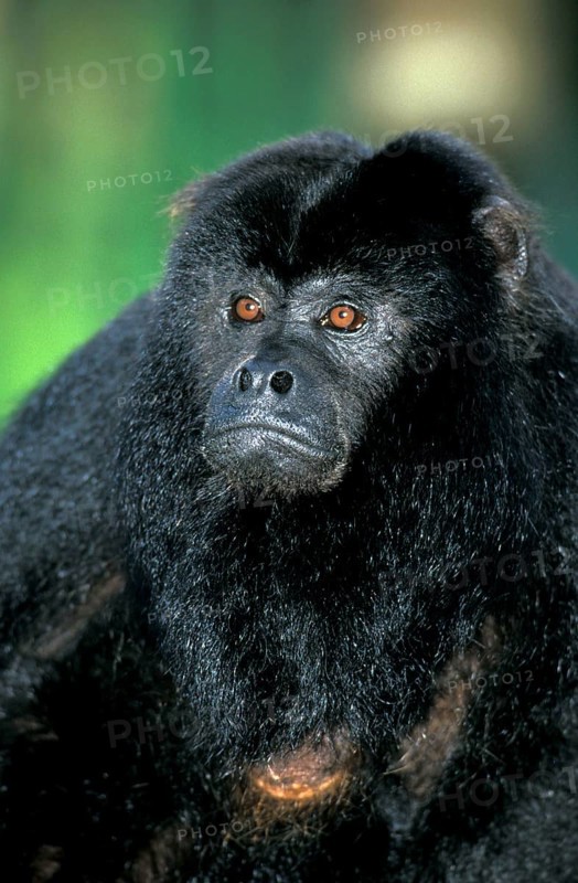Black howler (Alouatta caraya), male