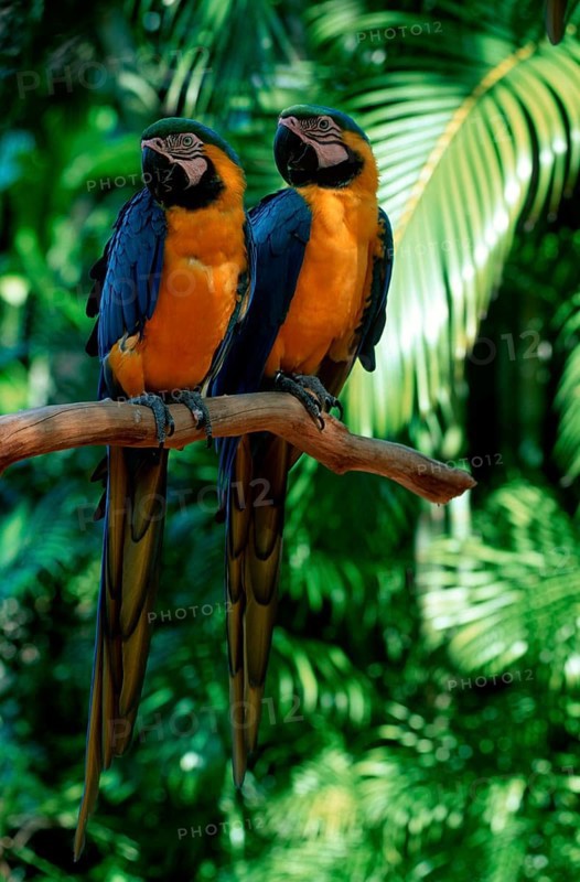 Blue-and-Yellow Macaws, pair, Gelbbrustaras, Paar, Blue-and-Gold Macaw (Ara ararauna)