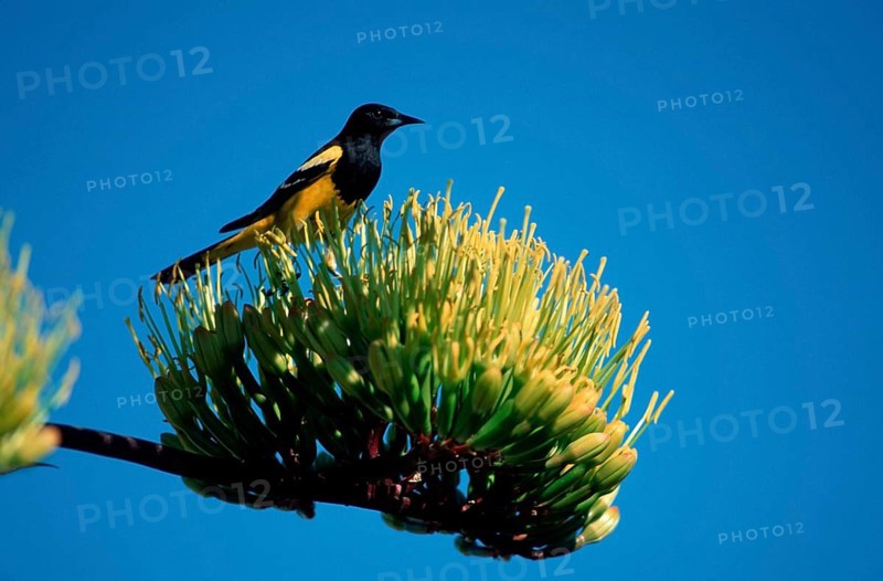 Scott's Oriole, Sonoran Desert, Arizona, USA (Icterus parisorum), Scott's Trupial, Sonoran Desert, Arizona, USA, North America
