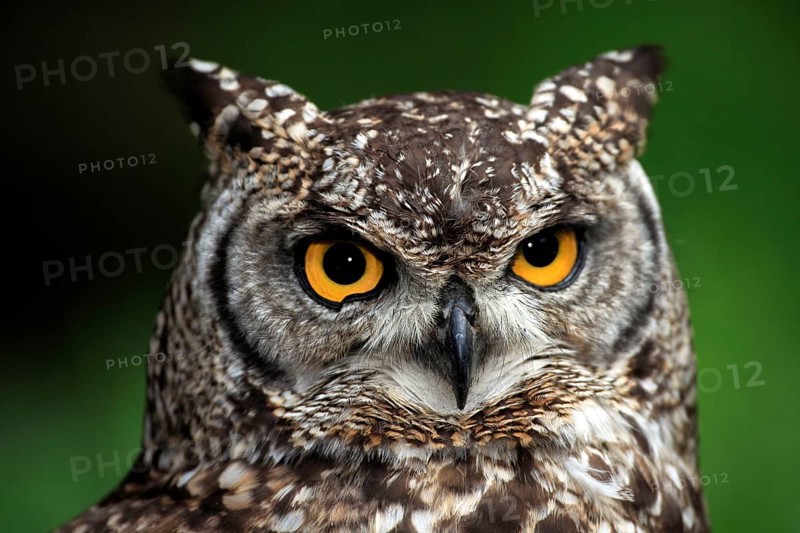 Spotted Eagle-owl (Bubo africanus), South Africa, Africa
