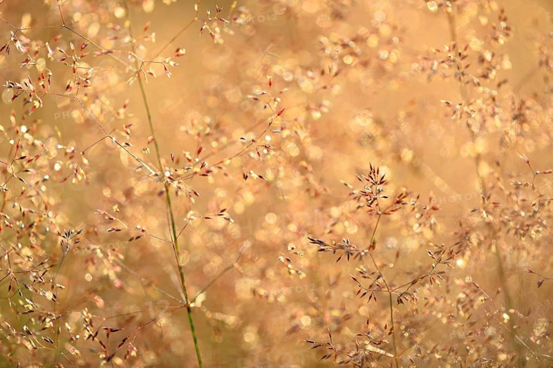 Wavy hair-grass (Deschampsia flexuosa), true grasses (Poaceae), Mengen, Baden-Württemberg, Germany, Europe