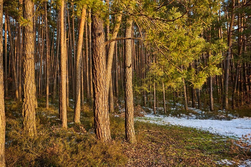 Scots pine (Pinus sylvestris) tree trunks, detail, Upper Palatinate, Bavaria, Germany, Europe