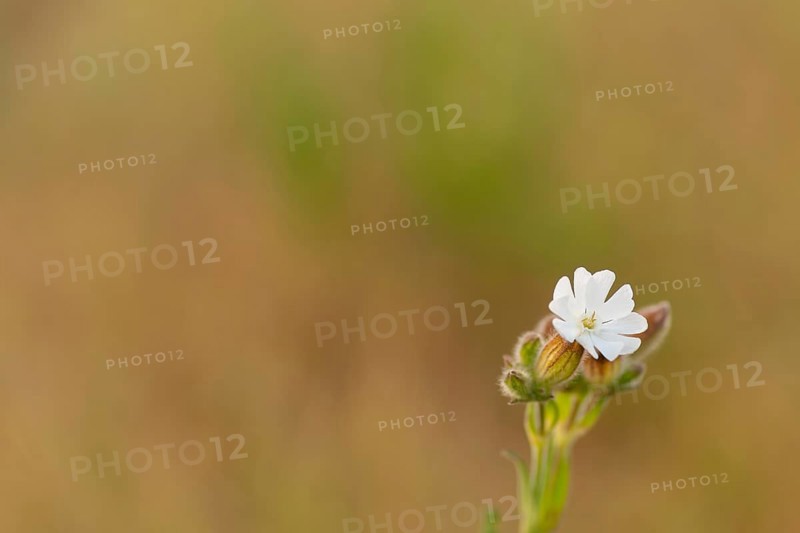 Close-up, broad-leaved campion (Silene latifolia), Neustadt am Rübenberge, Germany, Europe