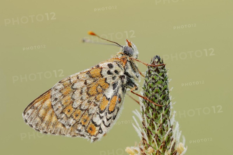 Plantain fritillary (Melitaea cinxia) with dewdrops on ribwort plantain (Plantago lanceolata), Provence, southern France