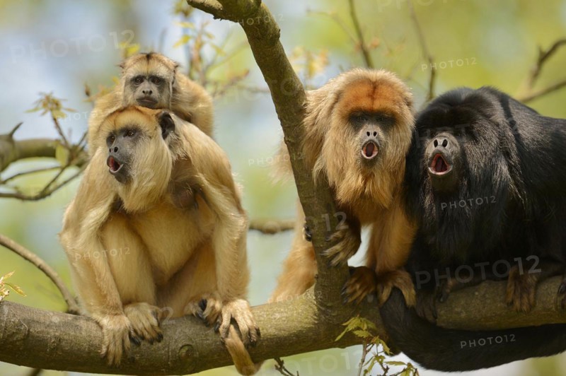 Black howler (Alouatta caraya), male and female calling with young, captive, occurring in South America