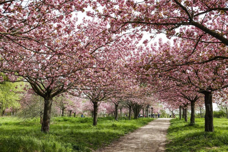 Blossoming cherry trees on the TV Asahi cherry blossom avenue on the Berlin Wall Trail. The cherry blossom avenue on the former border strip between the town of Teltow and the Berlin district of Lichterfelde is 2 kilometres long, Teltow, 09.04.2024., Teltow, Brandenburg, Germany, Europe