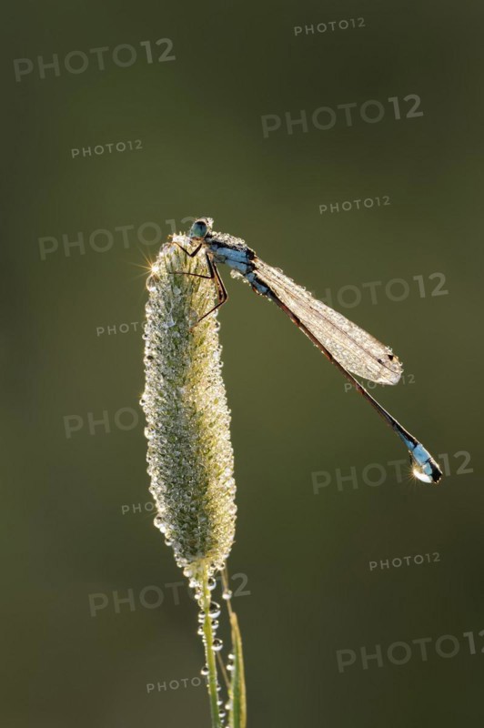 Blue-tailed damselfly (Ischnura elegans), male with dewdrops in backlight, North Rhine-Westphalia, Germany, Europe