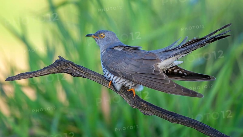 Common cuckoo (Cuculus canorus) floodplain landscape, floodplain meadows, male, host bird, breeding parasitism, foraging, UNESCO Biosphere Reserve, Elbe River Landscape, Saxony-Anhalt, Germany, Europe