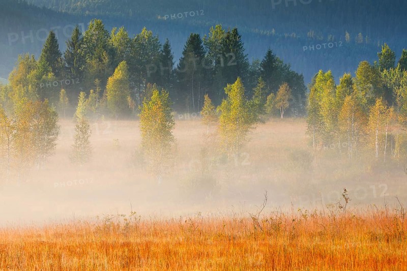 Fog and trees at the Rothenthurm high moor, Canton Schwyz, Switzerland, Europe