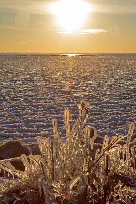 Harrison Twp, Michigan, Ice coated vegetation on the shore of Lake St Clair after a heavy rainstorm was followed by high winds and plummeting temperatures