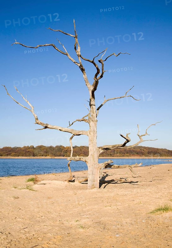 Dead tree standing on the beach bar separating Benacre Broad lake from the North Sea, Benacre, Suffolk, England, United Kingdom, Europe