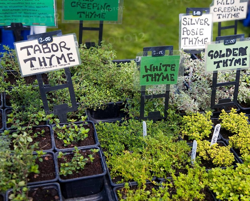 Herb plants with labels for sale during garden event at Helmingham Hall, Suffolk, England, United Kingdom, Europe