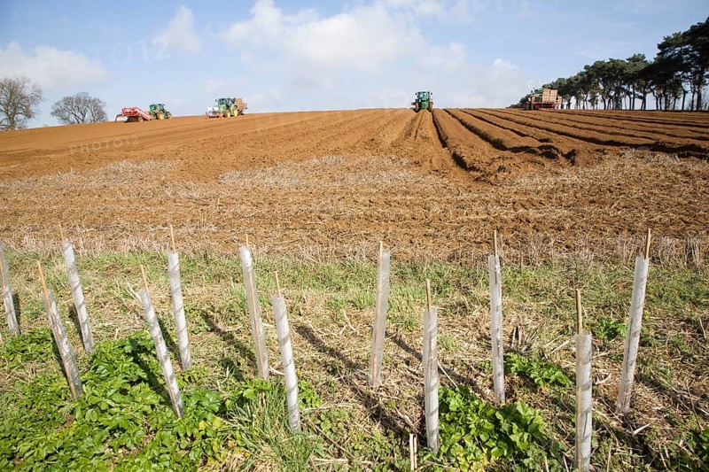Farm machinery preparing and planting a crop of potatoes in a field, Shottisham, Suffolk, England, United Kingdom, Europe