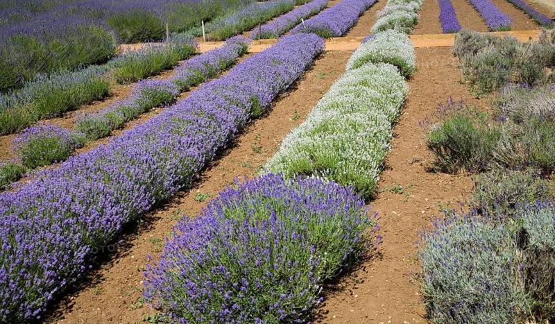 Lavender plants at Norfolk Lavender garden centre attraction, Heacham, Norfolk, England, United Kingdom, Europe