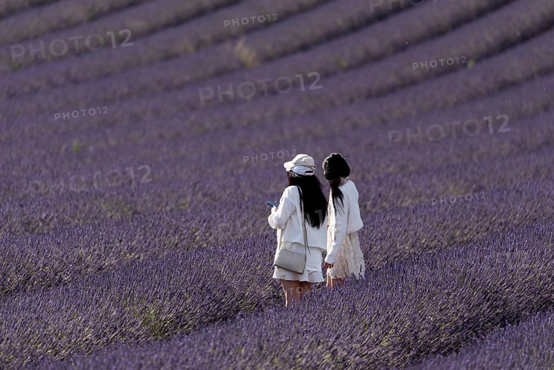 Flowering lavender field (Lavandula angustifolia) with two tourists, Plateau de Valensole, Département Alpes-de-Haute-Provence, Region Provence-Alpes-Côte d'Azur, France, Europe