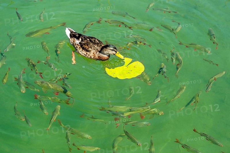 Female mallard (Anas platyrhynchos) eating the leaf of a European white water lily (Nymphaea alba), with carp (Cyprinidae) of the species common roach (Rutilus rutilus) and common rudd (Scardinius erythrophthalmus) circling below, Klostersee at Seeon Monastery, Upper Bavaria, Bavaria, Germany, Europe