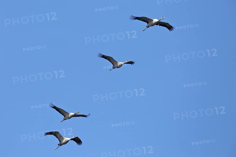 Four cranes flying in the clear blue sky, crane (Grus grus), flying flock in the migration season, Naturpark Flusslandschaft Peenetal, Mecklenburg-Vorpommern, Germany, Europe