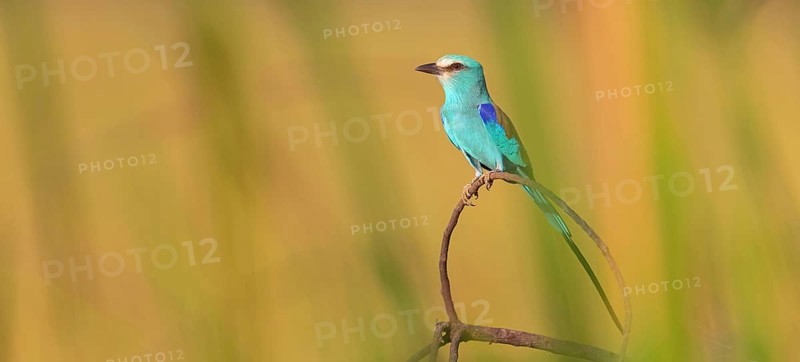 Abyssinian roller (Coracias abyssinica), Kuntaur rice fields, Kuntaur, South Bank, Gambia, Africa