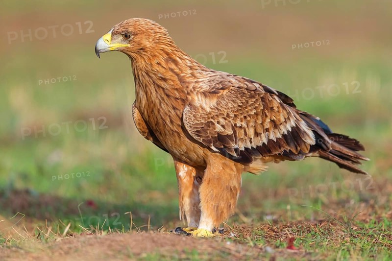 Spanish imperial eagle (Aquila adalberti), El Millaron Imperial Eagle Hid, Salorino, Extremadura Caceres, Spain, Europe