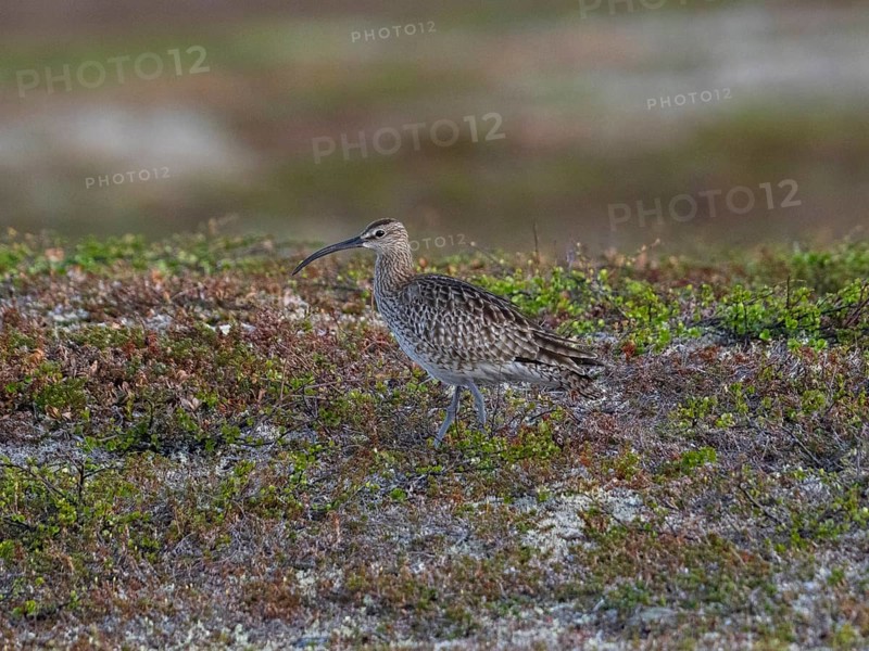 Whimbrel (Numenius phaeopus) adult bird in breeding territory, amongst tundra vegetation, May, Varanger National Park, Varanger Fjord, Norway, Europe