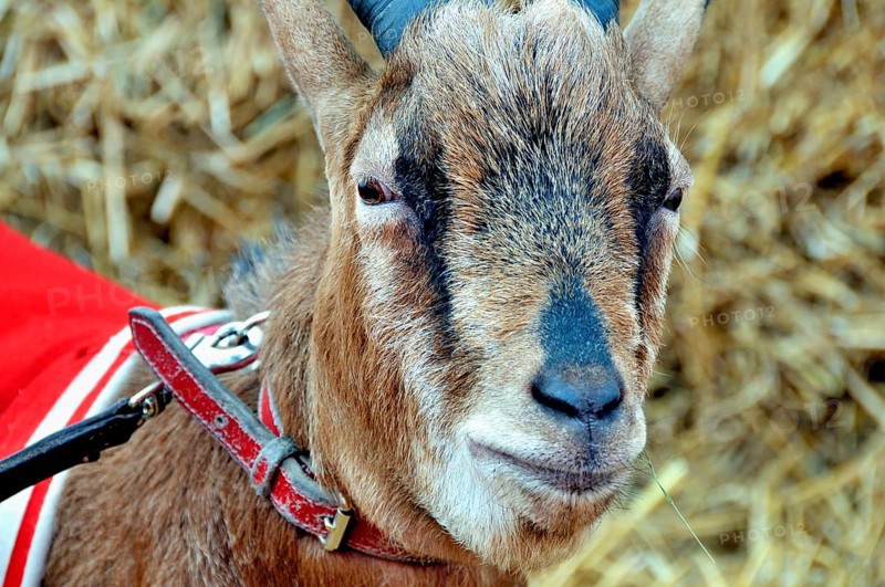 Hennes the VIII, the mascot of 1. FC Köln, RheinEnergie Stadium, Cologne, North Rhine-Westphalia, Germany, Europe