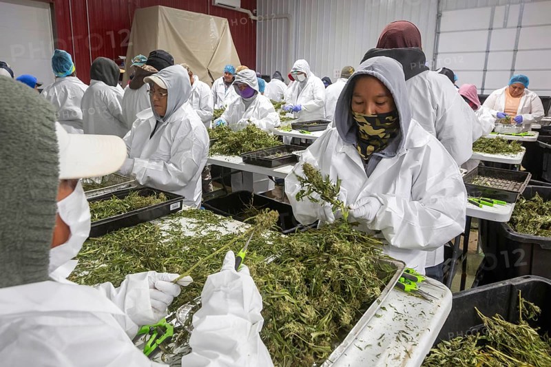 Paw Paw, Michigan, Migrant farmworkers at Grasshopper Farms trim the newly-harvested cannabis crop