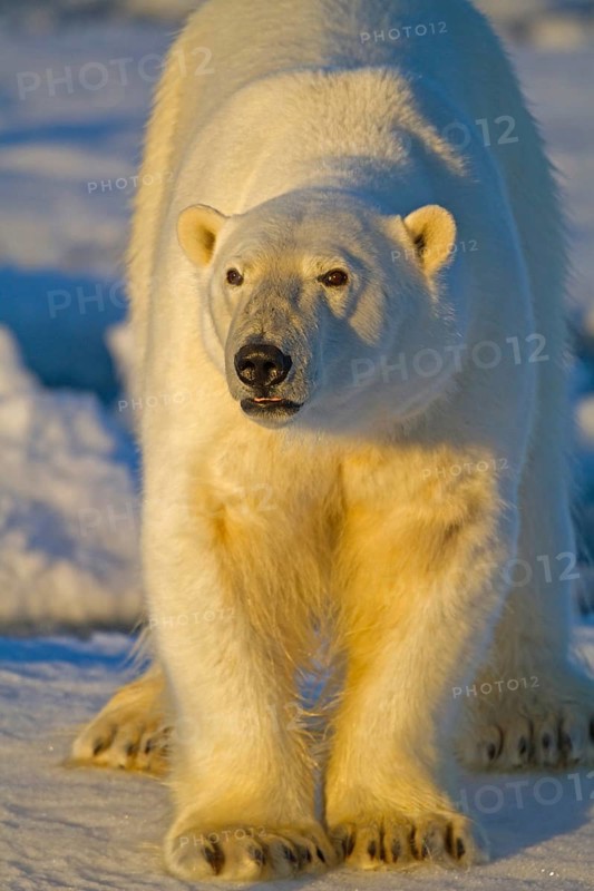 Polar bear on Spitsbergen, (Ursus maritimus), polar bear, Svalbard, Spitsbergen, Norway, Europe