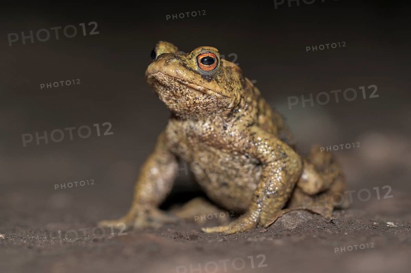 Common toad (Bufo bufo), single male, on the way to spawning waters, evening, toad migration, Bottrop, Ruhr area, North Rhine-Westphalia, Germany, Europe