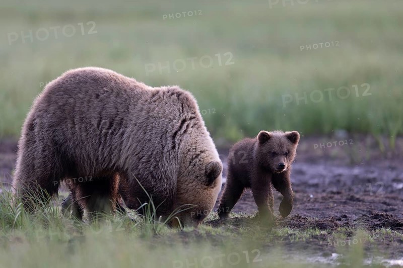 Brown bear (Ursus arctos) in the Finnish taiga, Kuusamo, Finland, Europe