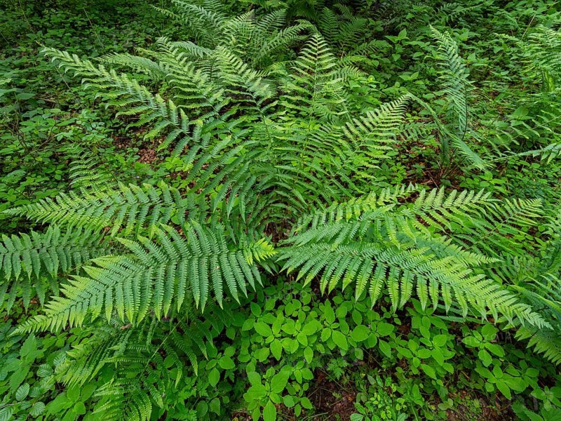 Male fern (Dryopteris filix-mas), plant in woodland in springtime, Hesse, Germany, Europe