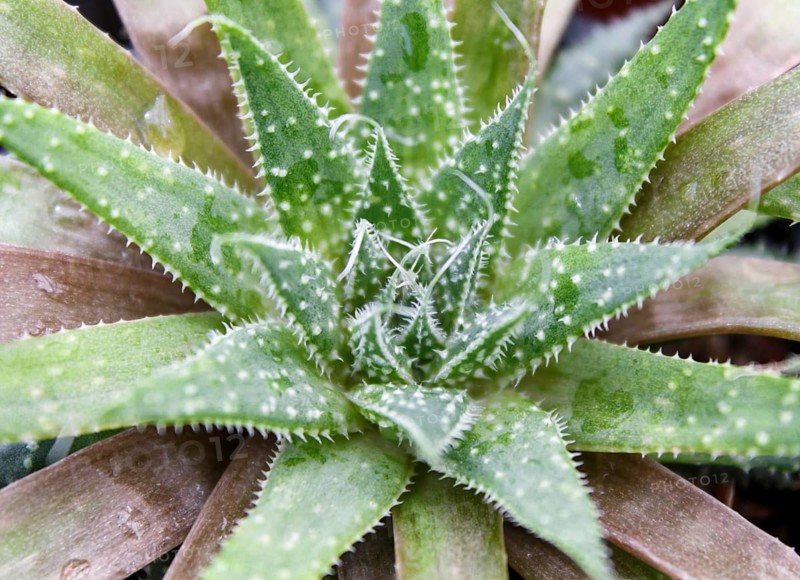 Beautiful succulent plant in greenhouse. Closeup, floral patterns, selective focus