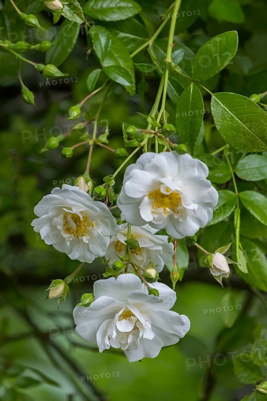 Rose (Rosa sp.), North Rhine-Westphalia, Germany, Europe