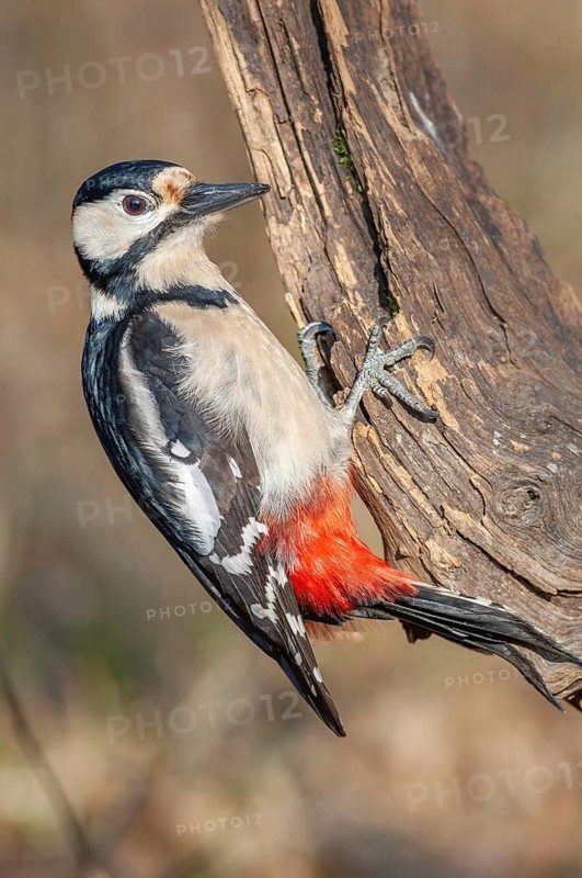 Great Spotted Woodpecker (Dendrocopos major) on a branch in the forest. Bas-Rhin, Alsace, Grand Est, France, Europe