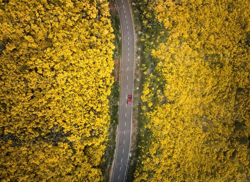 Aerial view of road with red car among yellow Cytisus blooming shrubs near Pico do Arieiro, Portugal, Europe