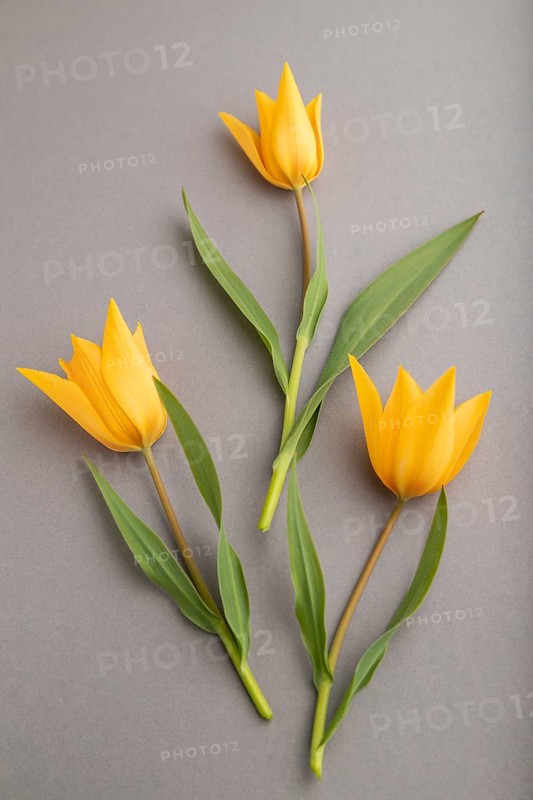 Orange tulip flowers on gray pastel background. side view, close up, still life. Beauty, spring, summer concept