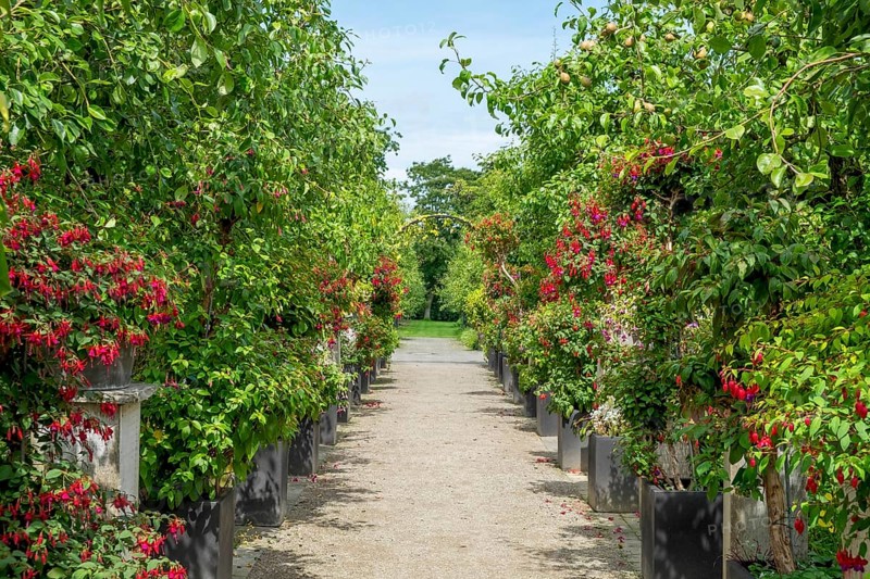 Fuchsia Show District Educational Garden, Burgsteinfurt, Steinfurt, Münsterland, North Rhine-Westphalia, Germany, Europe