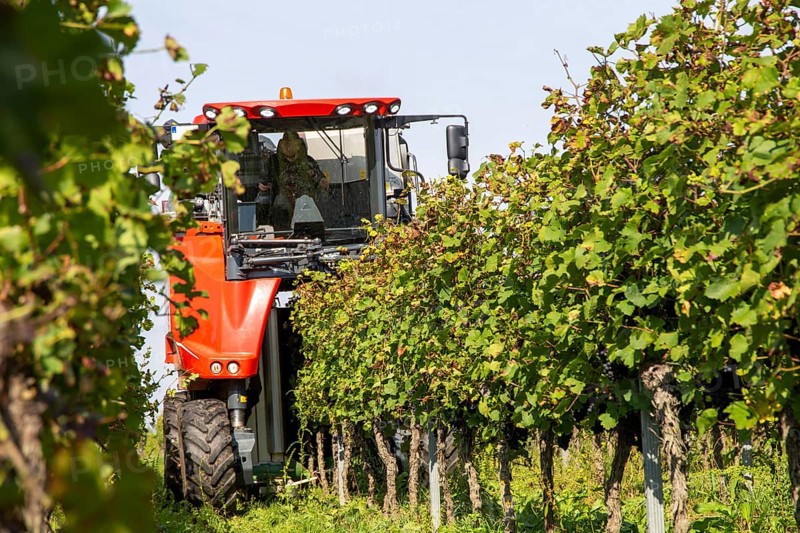 Harvest of Sankt Laurent red wine grapes in the Palatinate