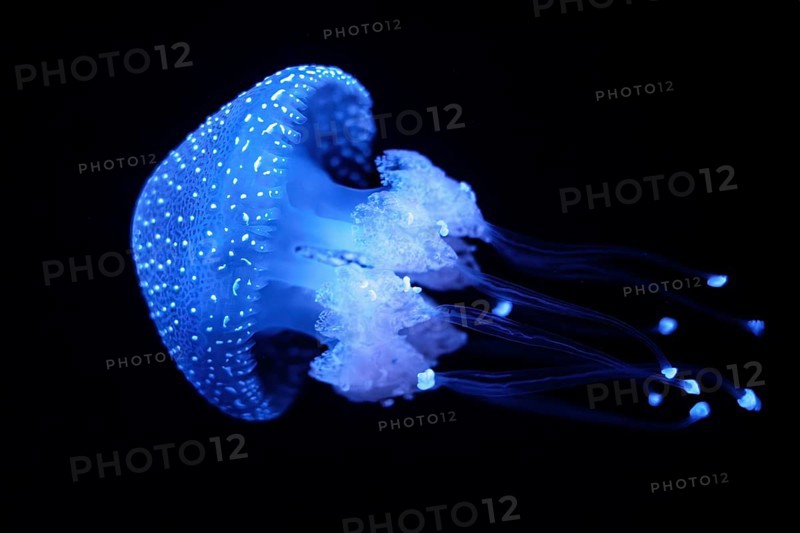 Tropical Jellyfish Phyllorhiza punctata white-spotted jellyfish aka floating bell, Australian spotted jellyfish underwater